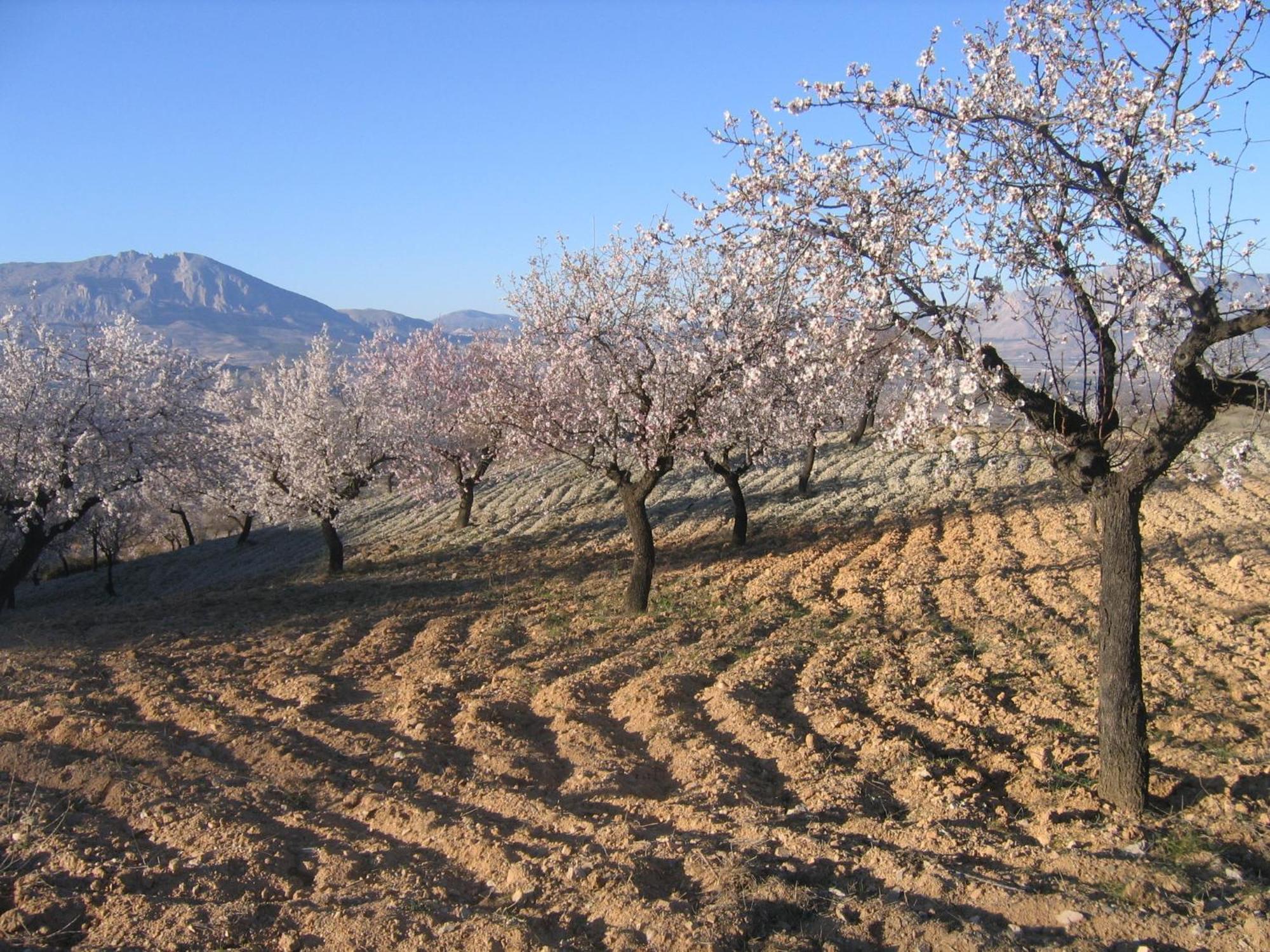 Appartamento Cortijo La Estrella Vélez Rubio Esterno foto